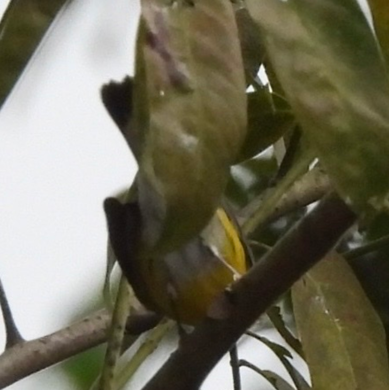 Magnolia Warbler - ML645857778