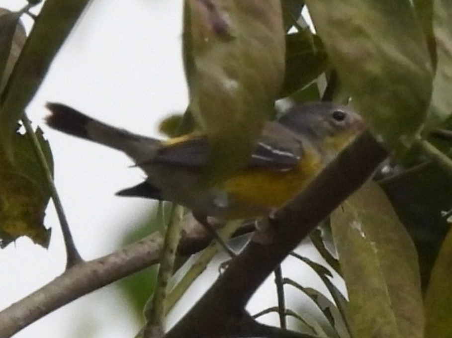 Magnolia Warbler - ML645857779