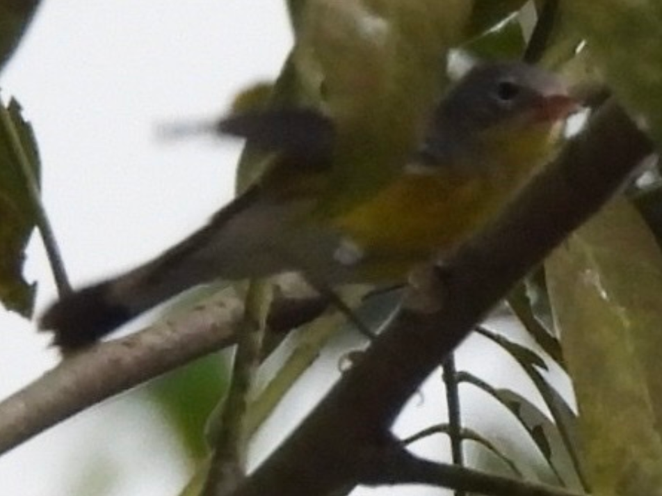 Magnolia Warbler - ML645857780