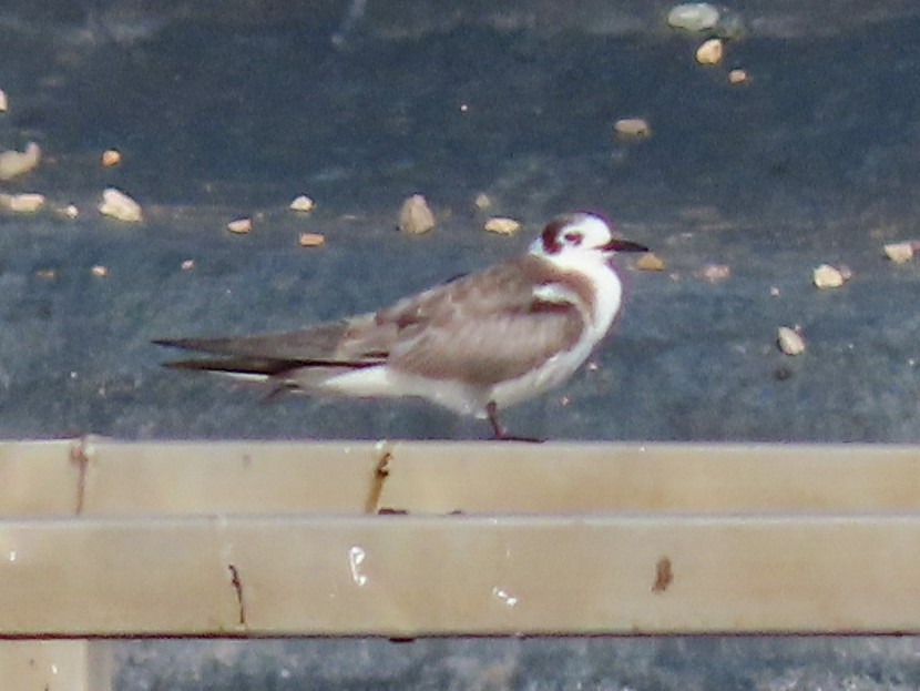 Black Tern - ML645857784