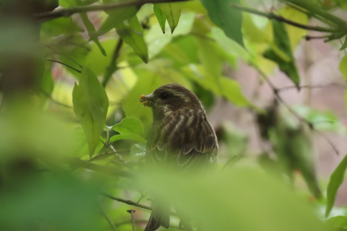 purpurfink - ML645857793