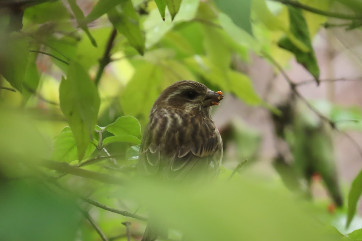 purpurfink - ML645857794