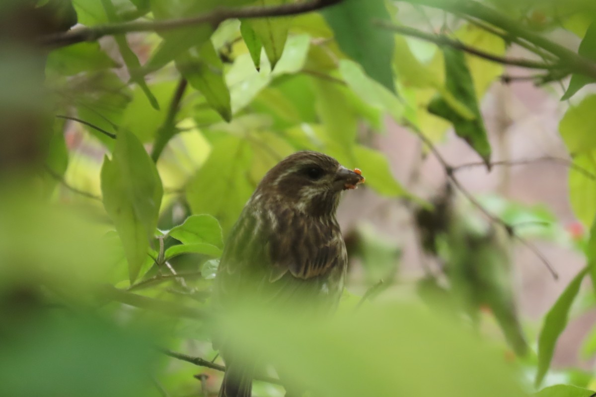 purpurfink - ML645857795