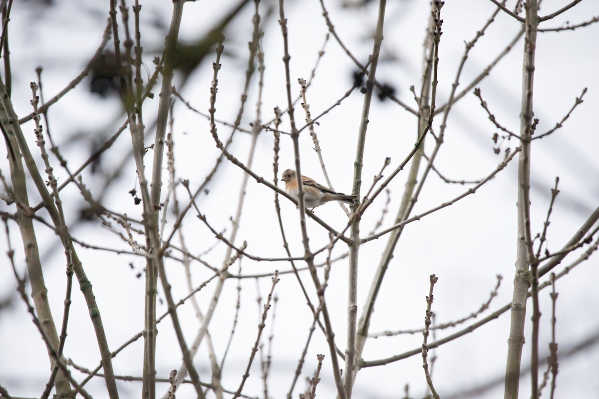 Brambling - ML645857797