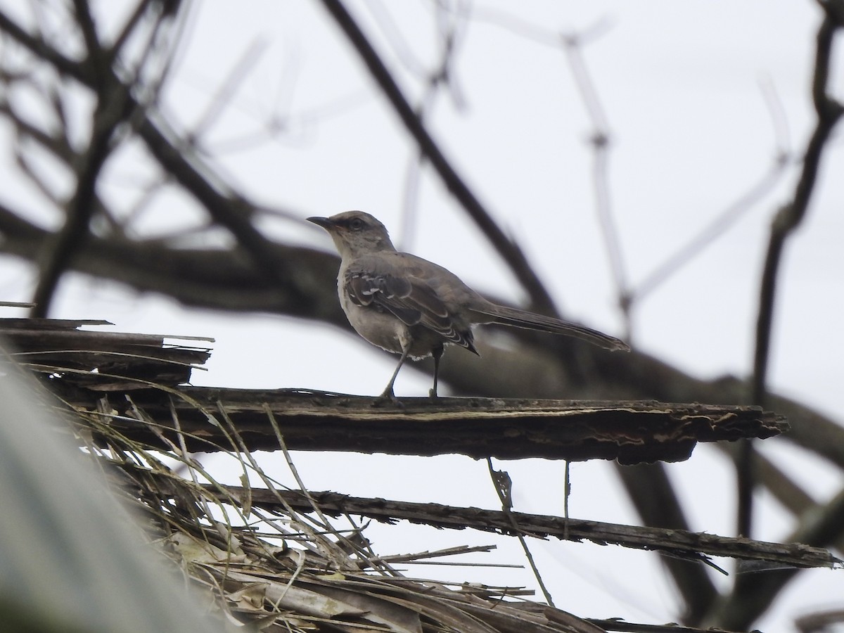 Tropikal Taklitçi - ML645857806