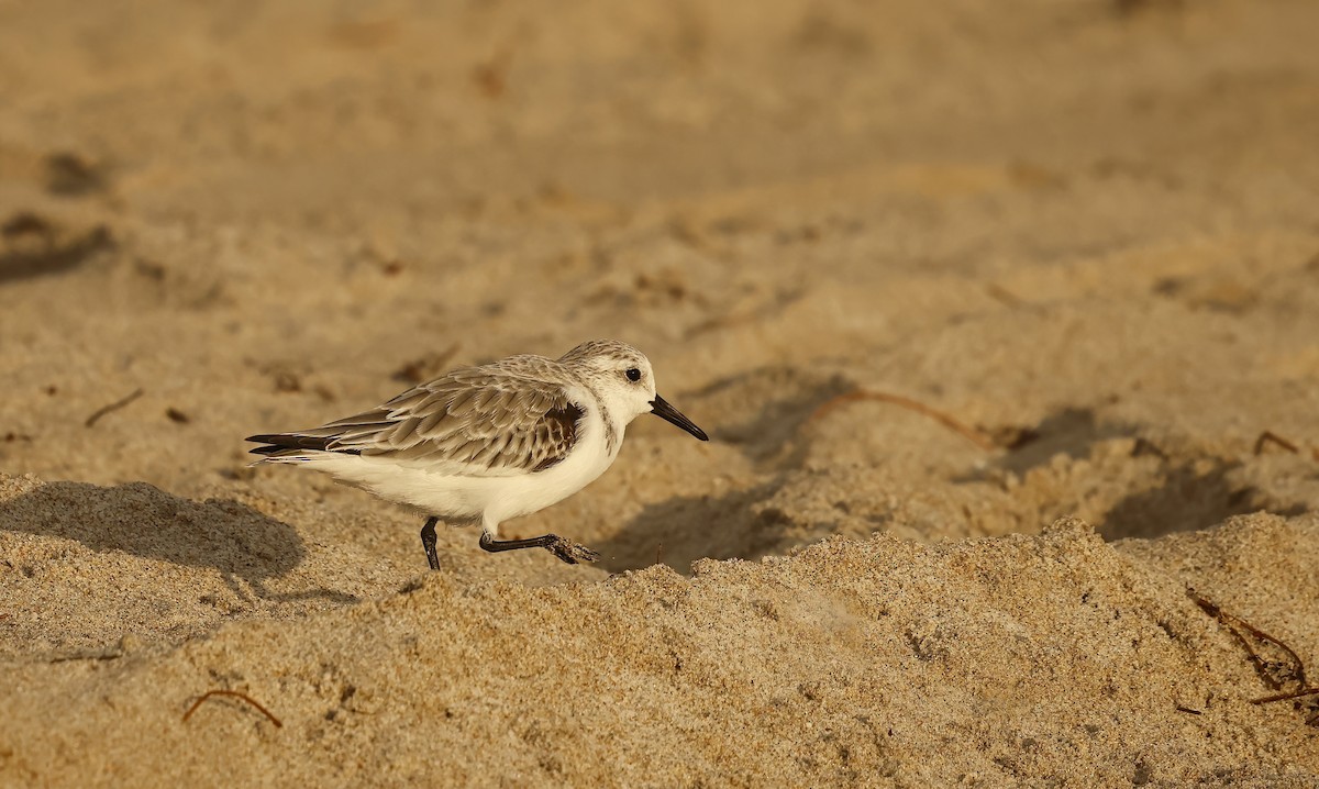 Песчанка - ML645857817