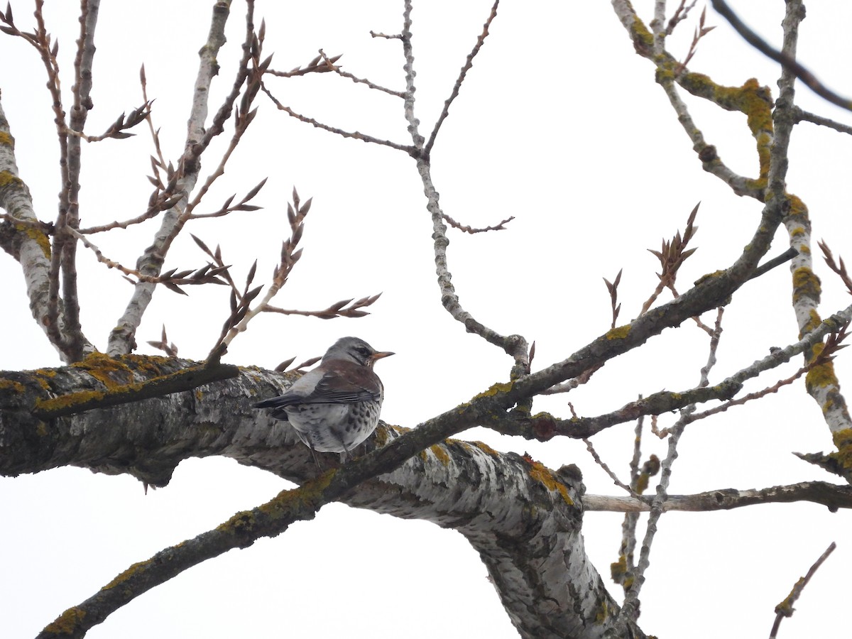 Fieldfare - ML645857825