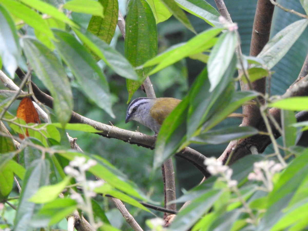 Black-striped Sparrow - ML645857827