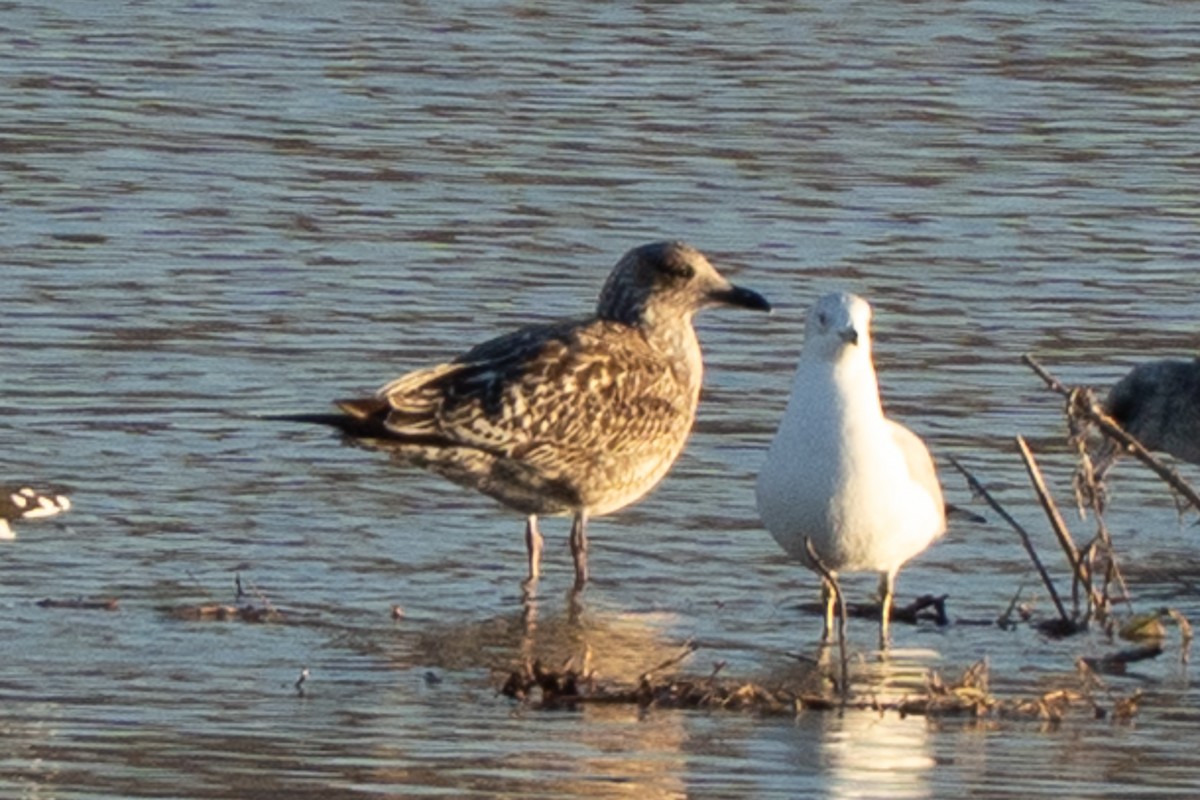 Lesser Black-backed Gull - ML645857829