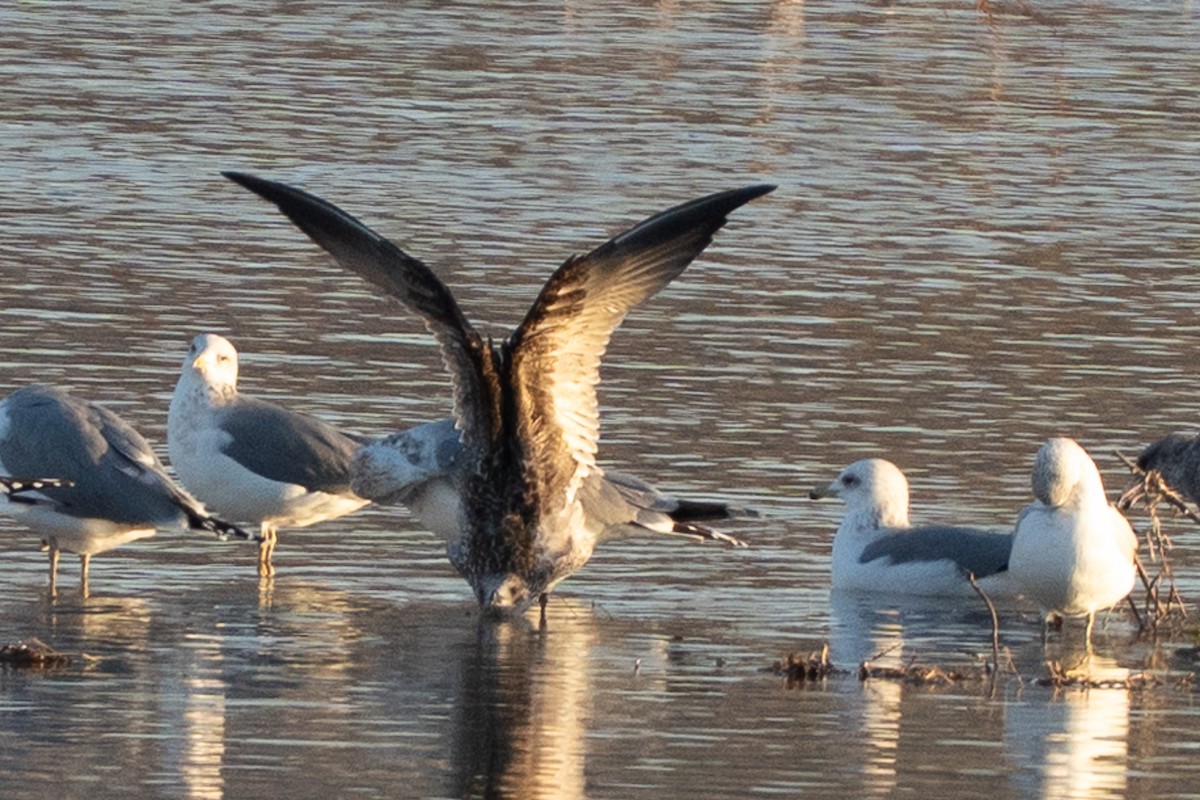 Lesser Black-backed Gull - ML645857830