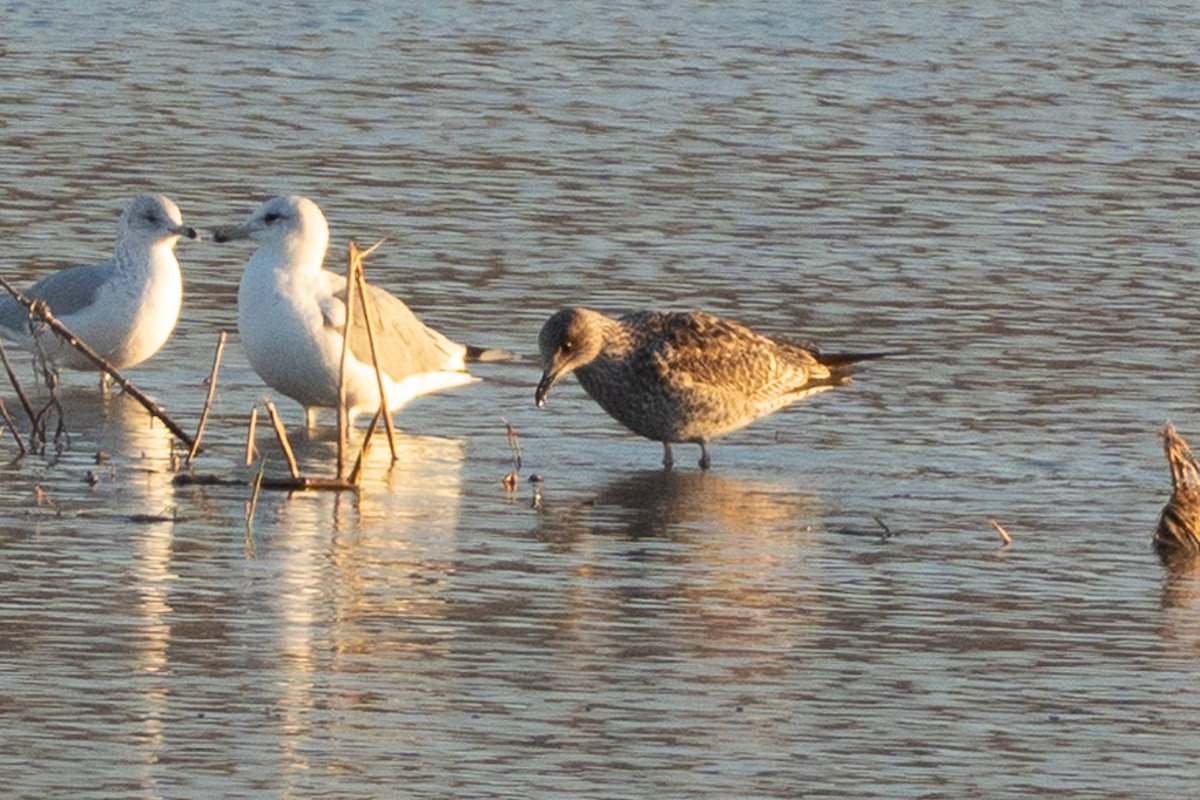 Lesser Black-backed Gull - ML645857831