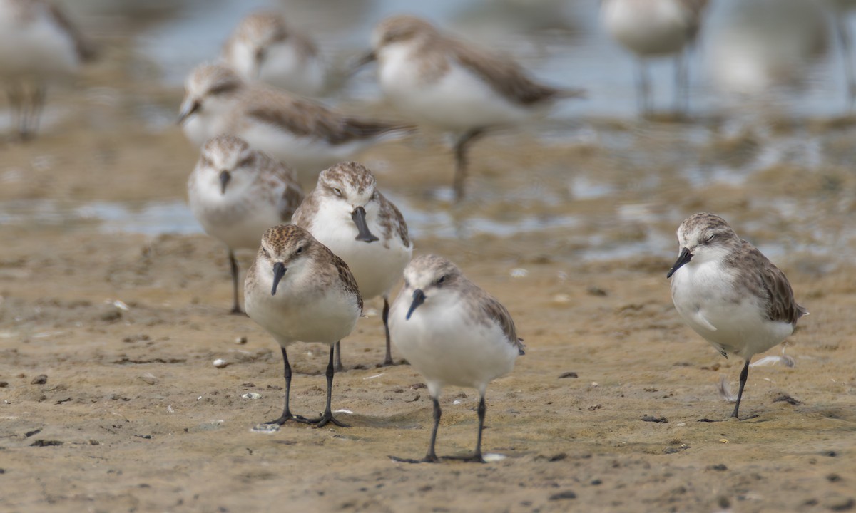 Little Stint - ML645857836