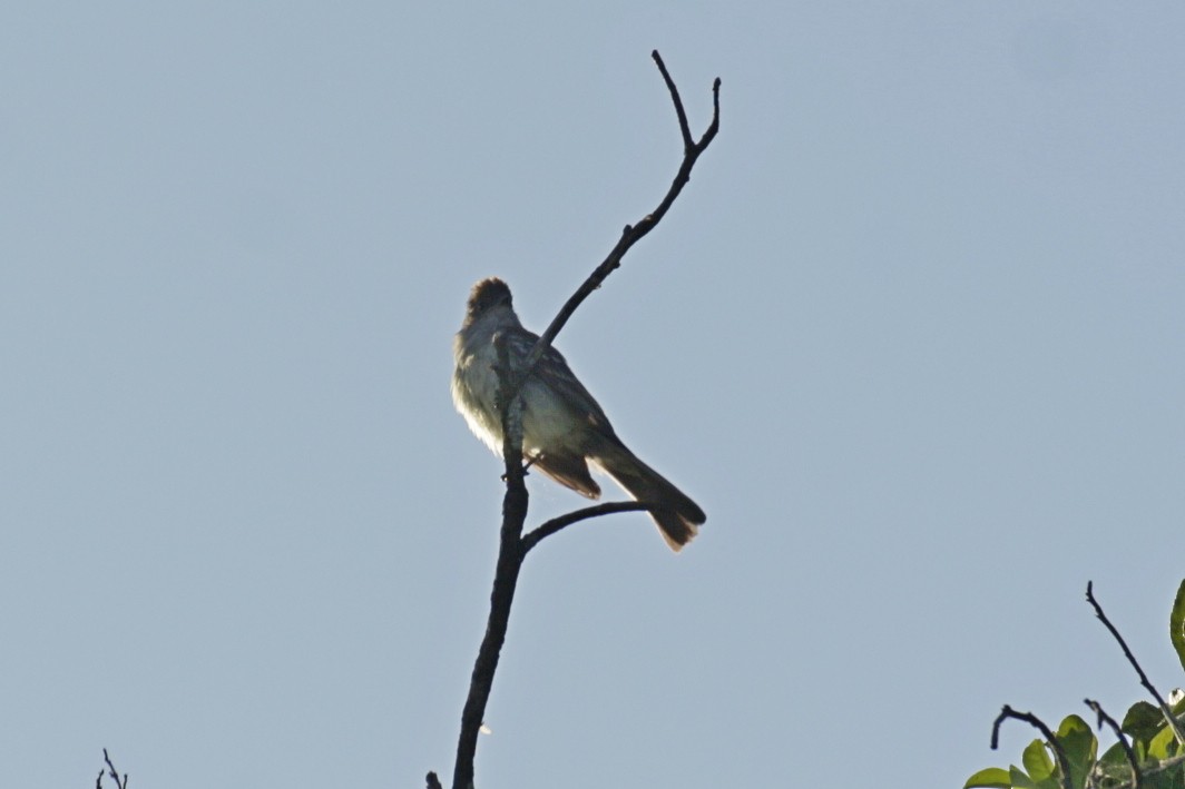 Large Elaenia - ML645857838