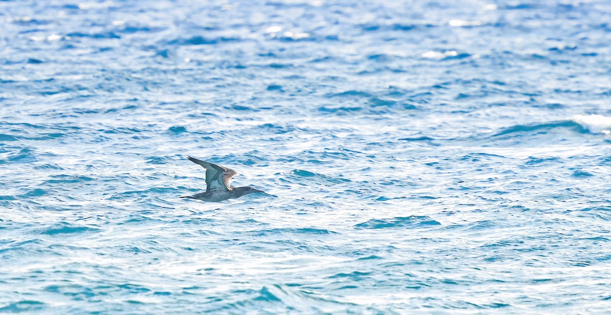 Alcatraz Atlántico - ML645857858