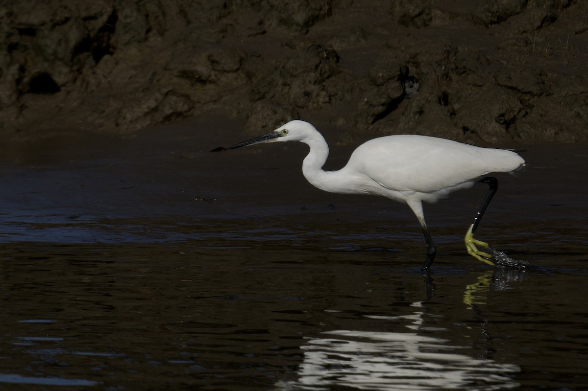 Aigrette garzette - ML645857864