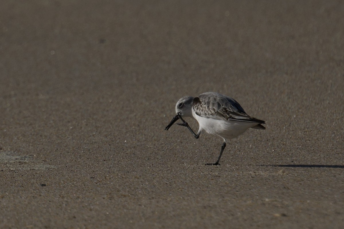 Песчанка - ML645857870