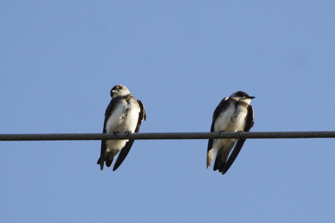 Береговушка - ML645857871