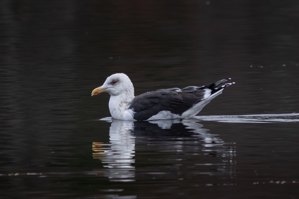 Great Black-backed Gull - ML645857872