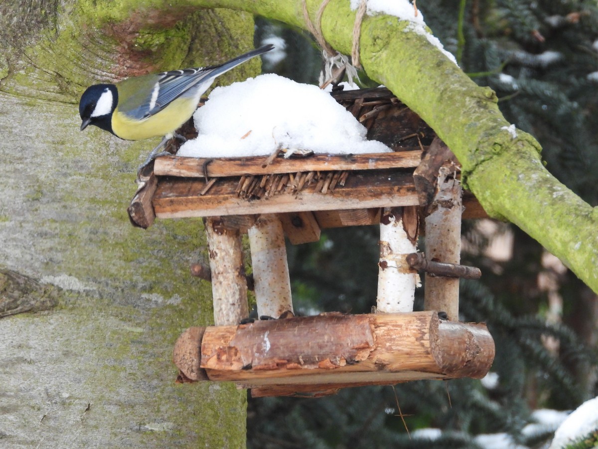 Great Tit - ML645857876