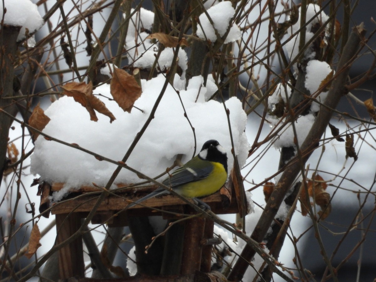 Great Tit - ML645857877
