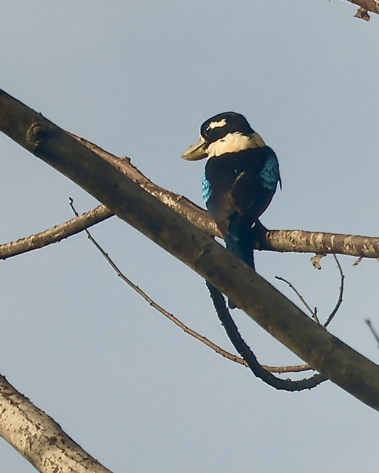 Cucaburra Ventrirrufa - ML645857880