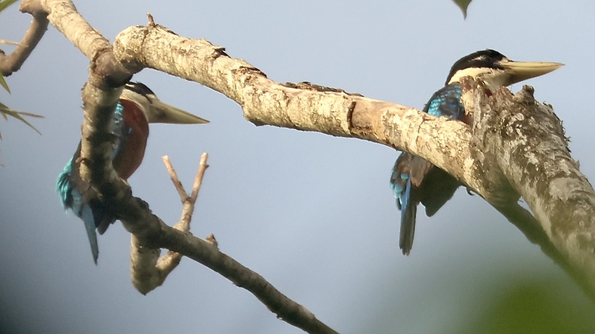 Cucaburra Ventrirrufa - ML645857881