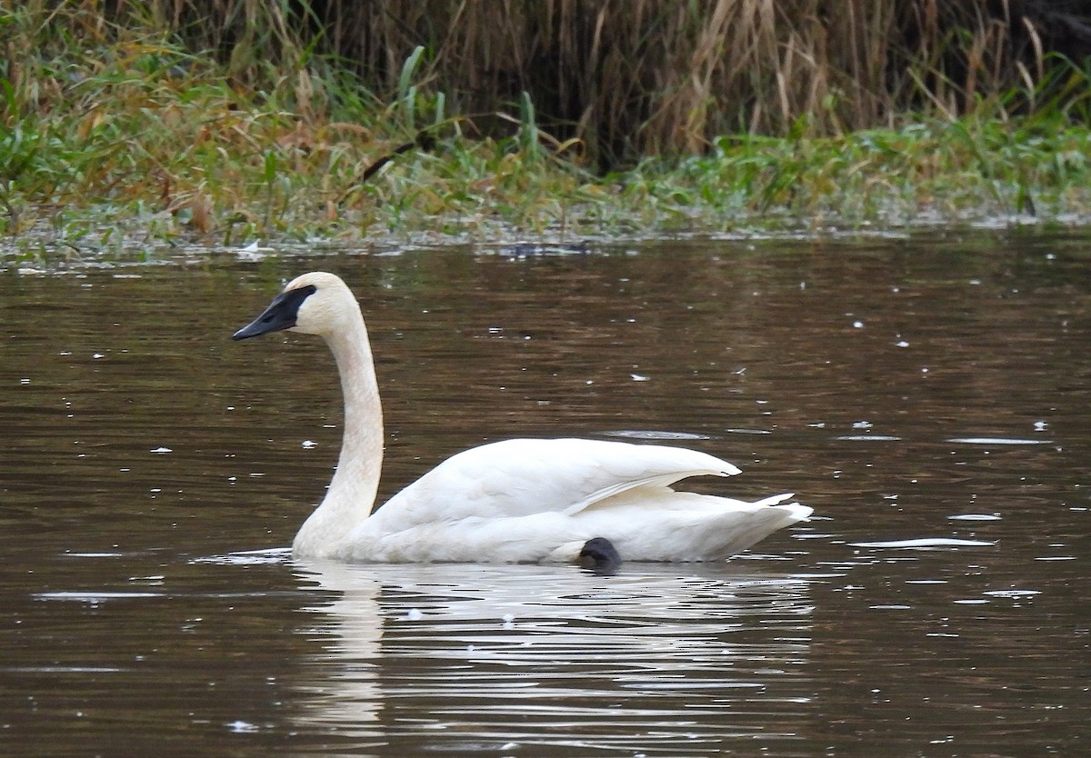 Trumpeter Swan - ML645857882