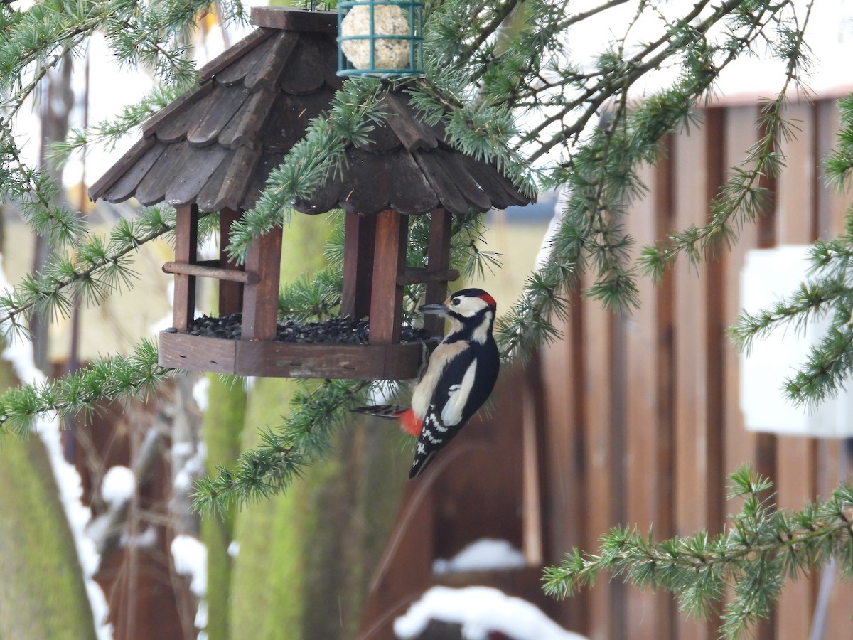Great Spotted Woodpecker - ML645857883