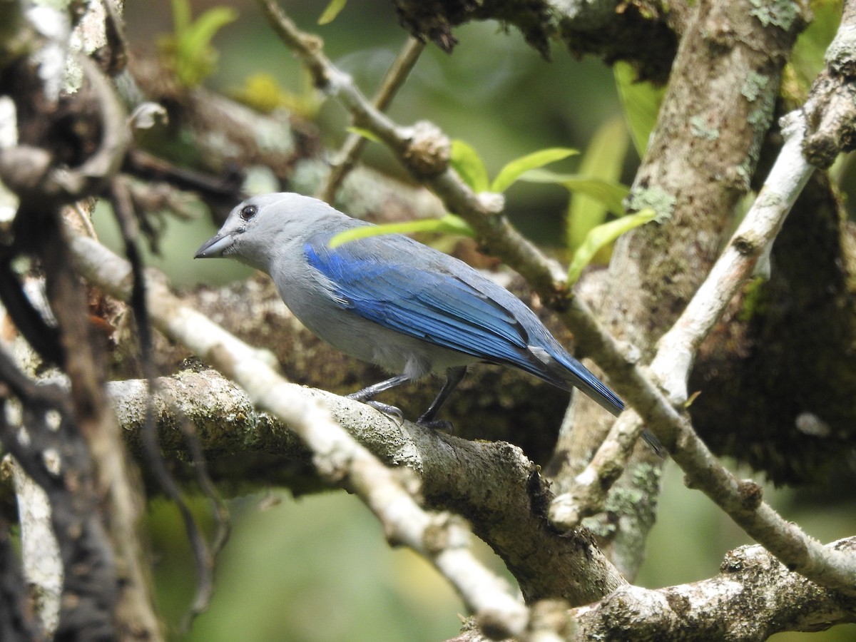 Blue-gray Tanager - ML645857885