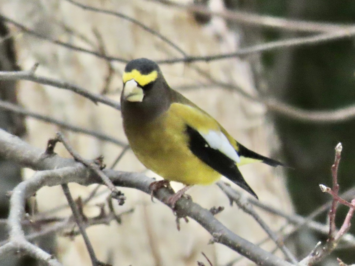 Evening Grosbeak - ML645857886