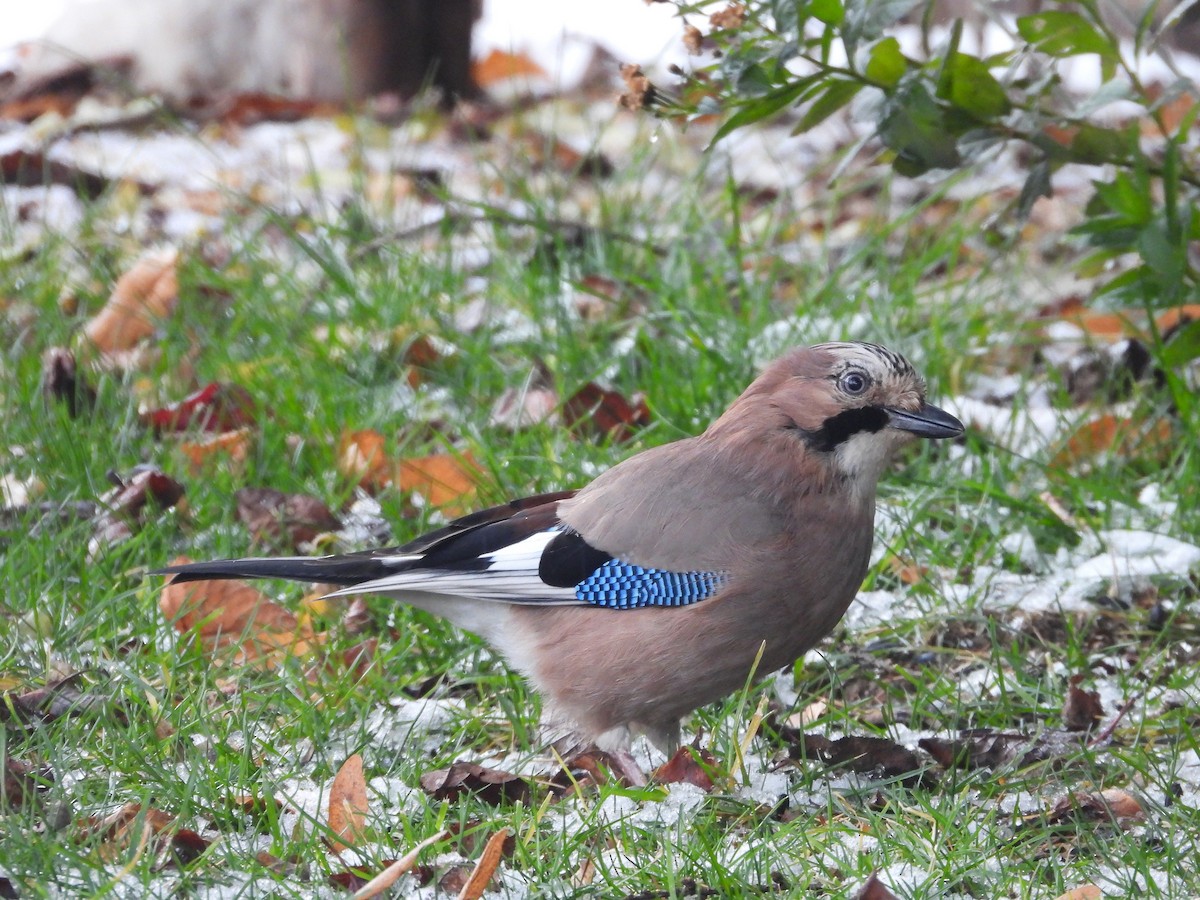 Eurasian Jay - ML645857888