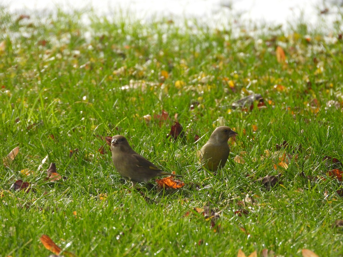 European Greenfinch - ML645857890