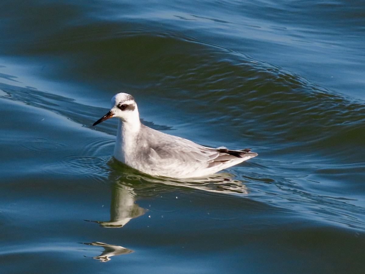 Red Phalarope - ML645857902
