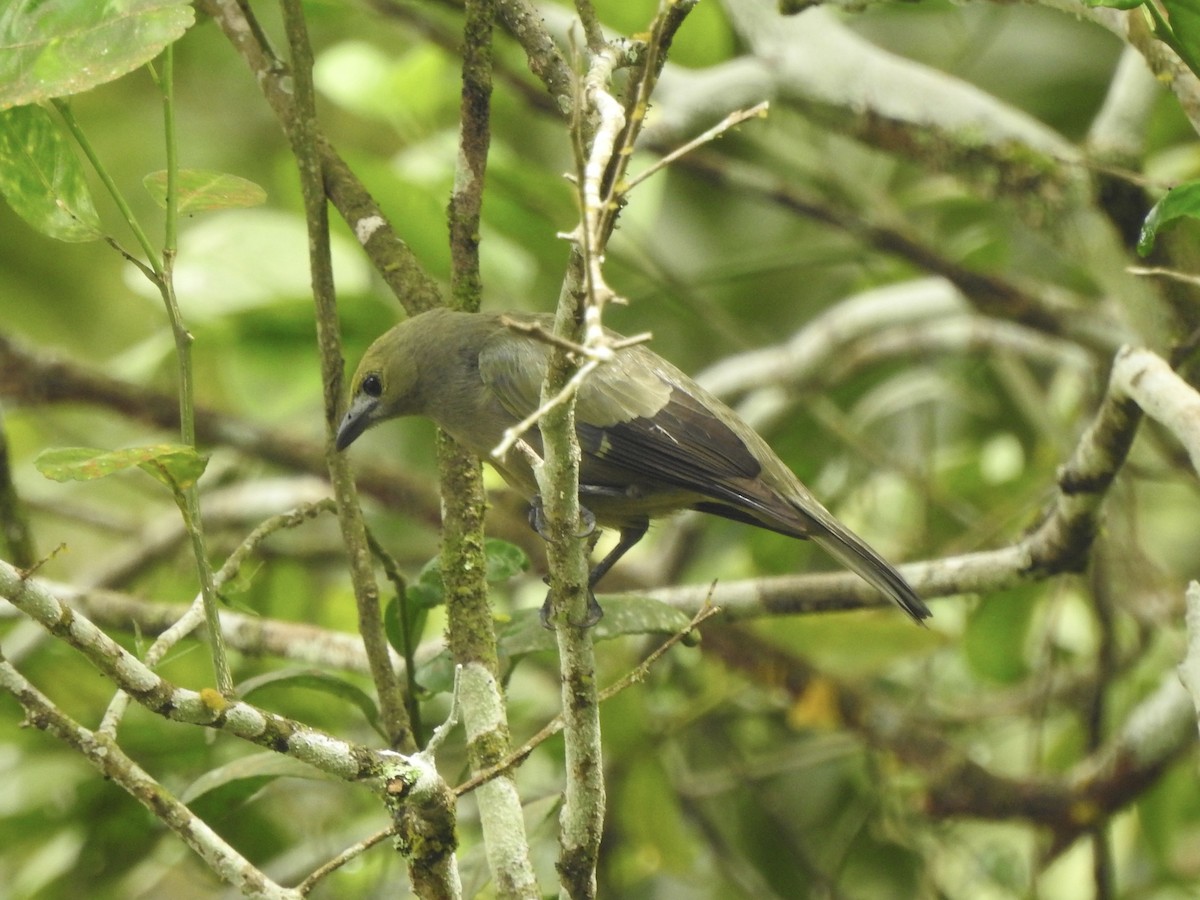 Tangara Palmera - ML645857903