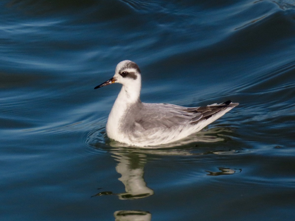 Red Phalarope - ML645857908