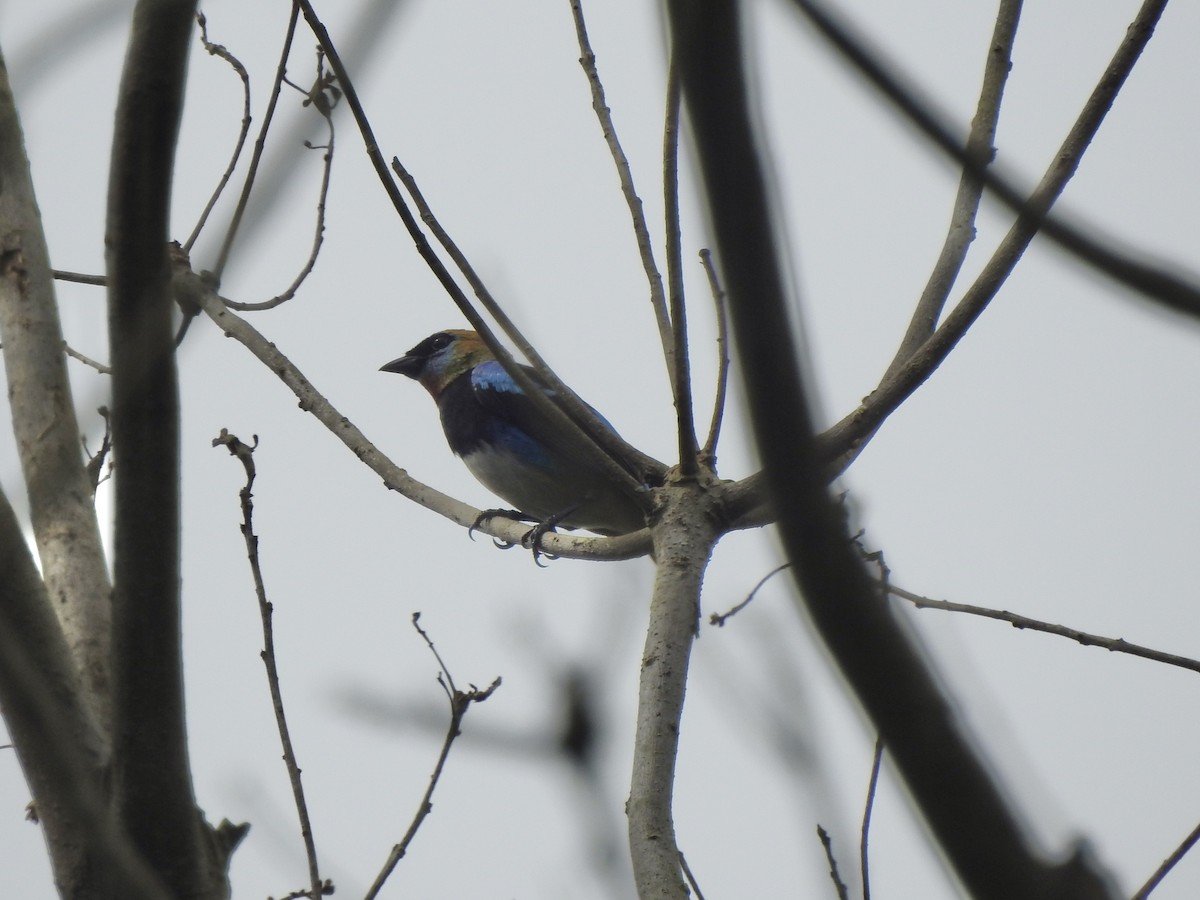 キンズキンフウキンチョウ - ML645857913