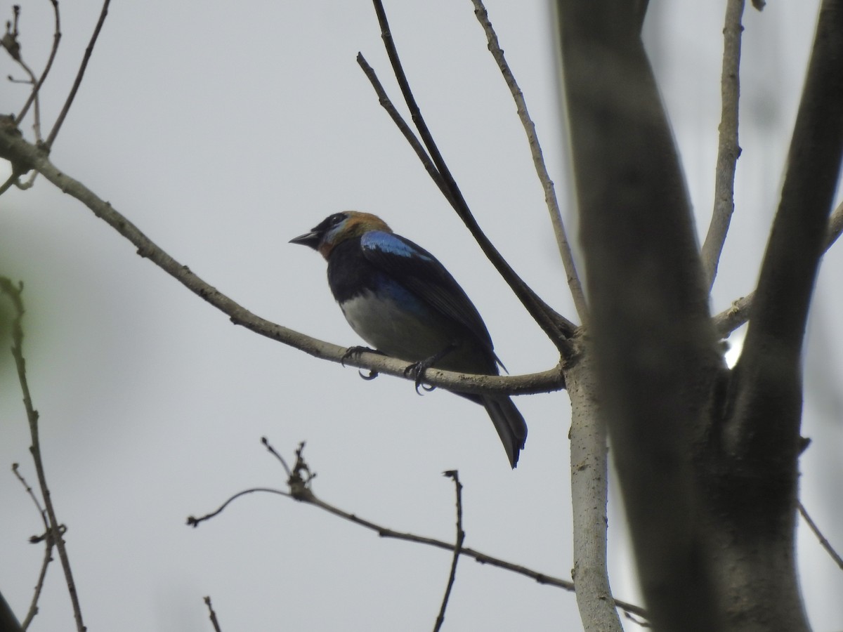 Golden-hooded Tanager - ML645857914