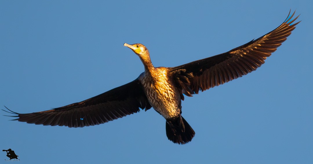 Great Cormorant - ML645857918