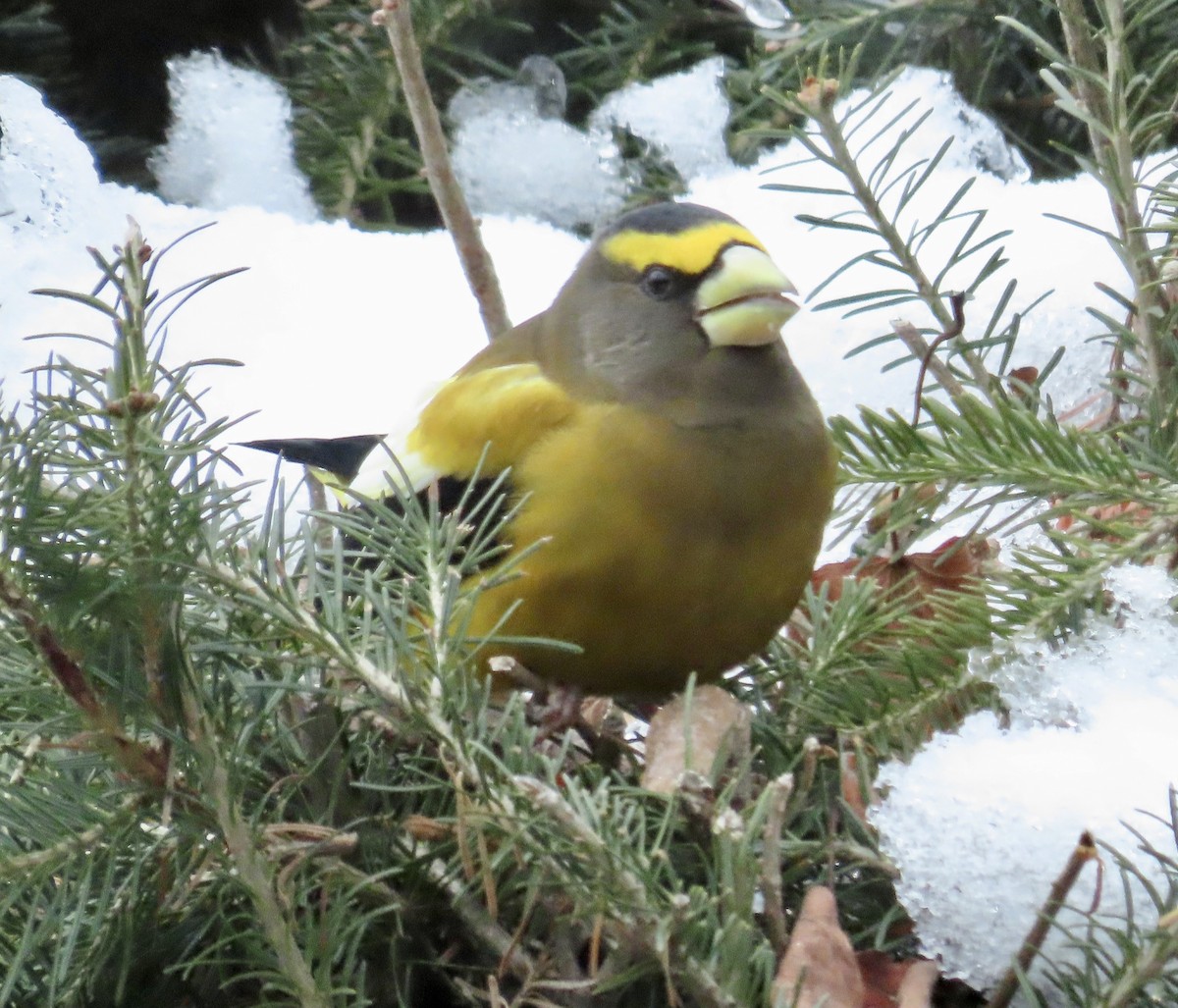 Evening Grosbeak - ML645857920