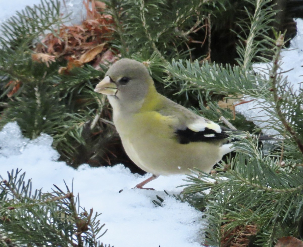 Evening Grosbeak - ML645857921