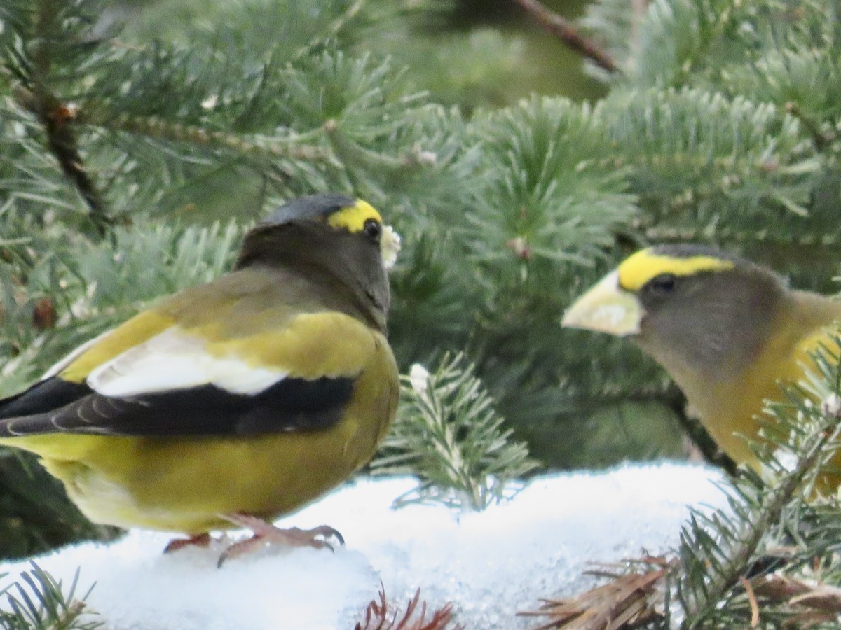 Evening Grosbeak - ML645857923