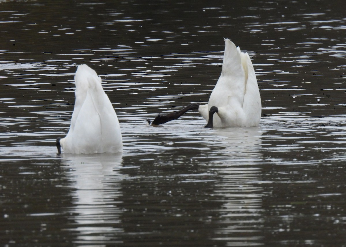 Trumpeter Swan - ML645857933