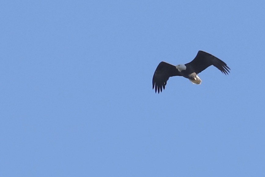 Bald Eagle - ML645857939