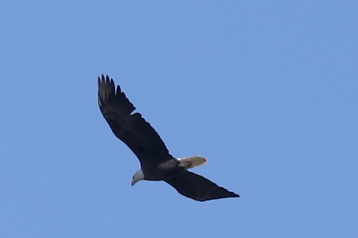 Bald Eagle - ML645857940