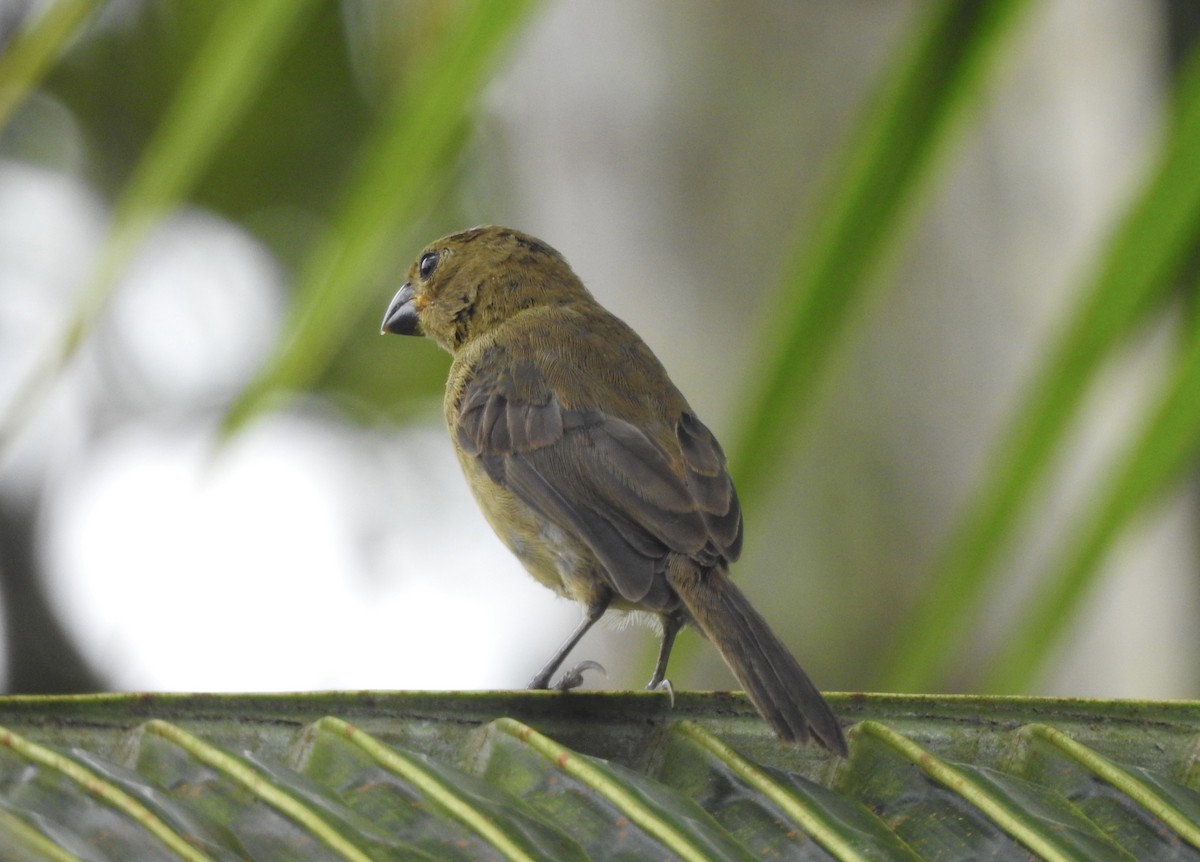 Variable Seedeater - ML645857949