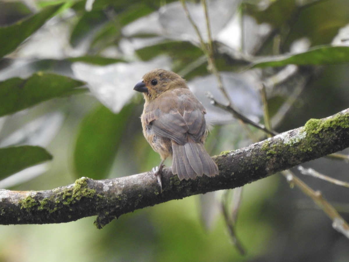 Variable Seedeater - ML645857950