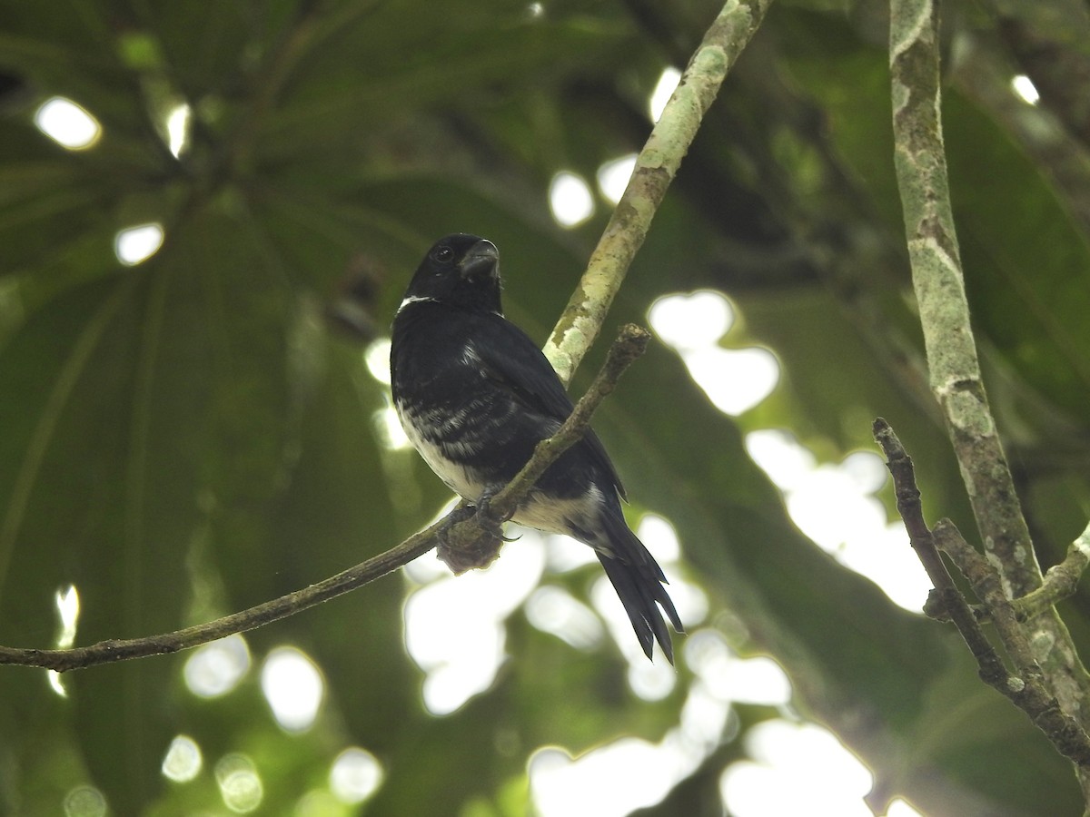 Variable Seedeater - ML645857951