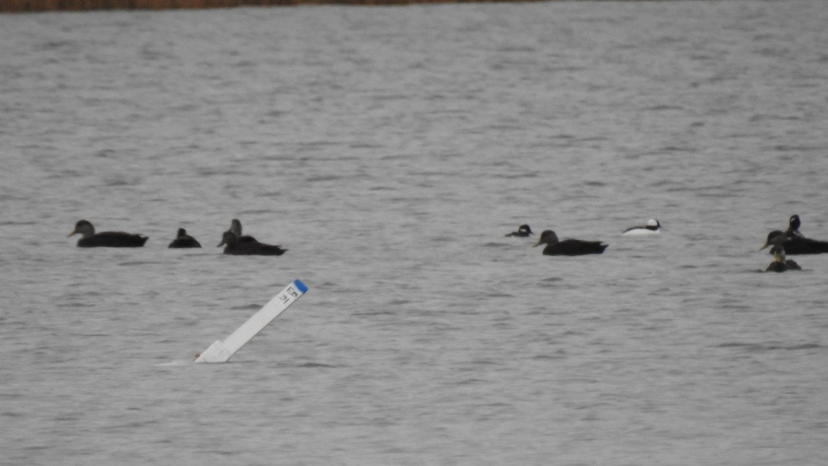 rødfotand - ML645857954