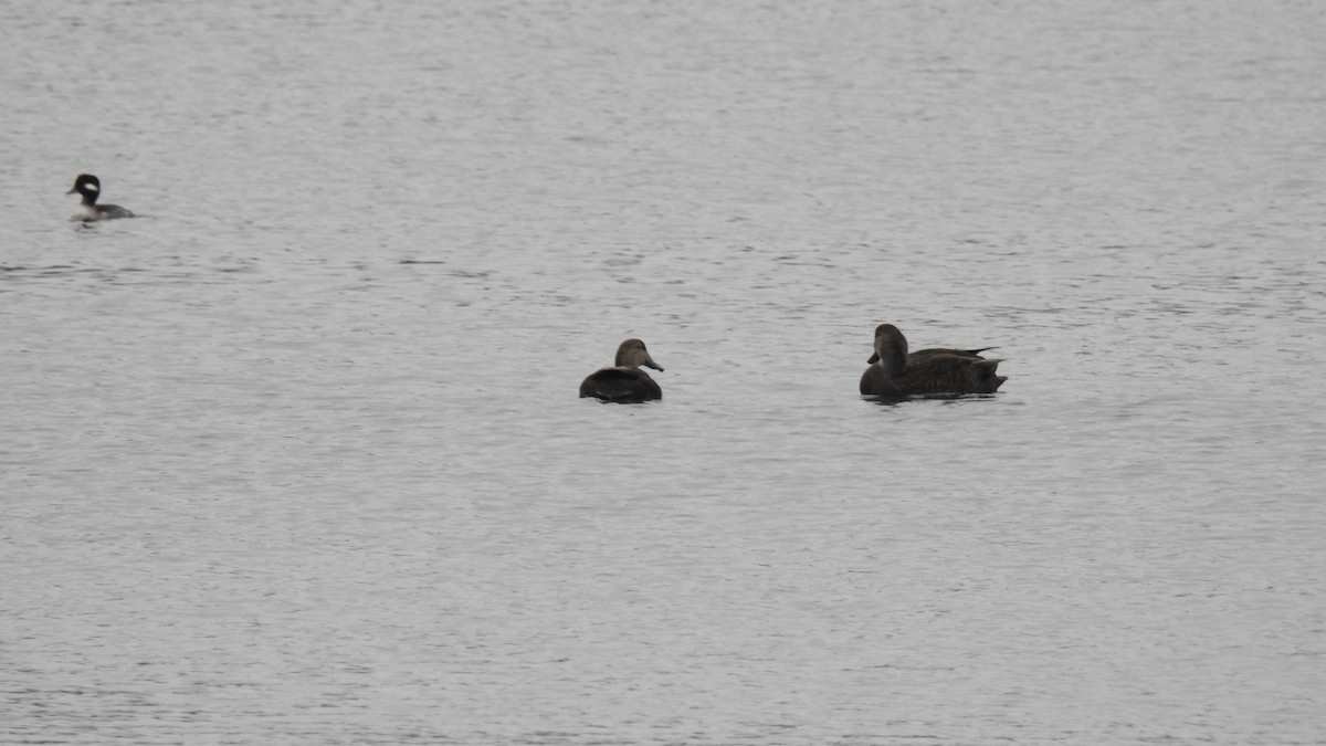 rødfotand - ML645857960