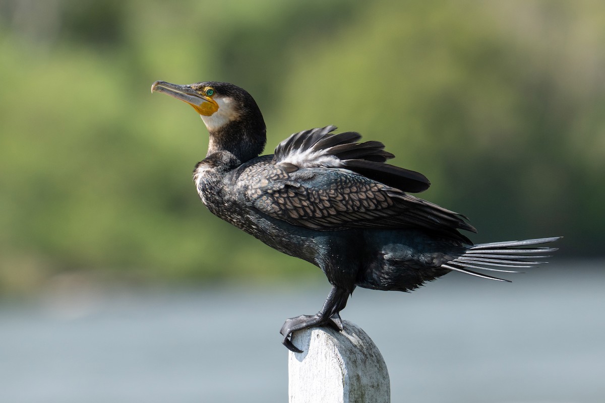 Great Cormorant - ML645857961